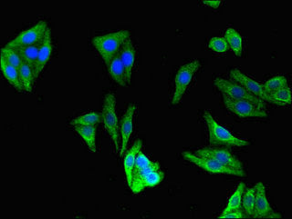 Cerk Polyclonal Antibody - image 5