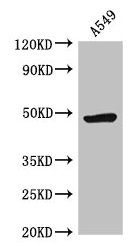 Immunohistochemistry of paraffin-embedded human brain tissue using CAC07837 at dilution of 1:100