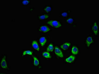 Hrh3 Polyclonal Antibody - image 4
