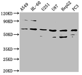 Aoah Polyclonal Antibody - image 4