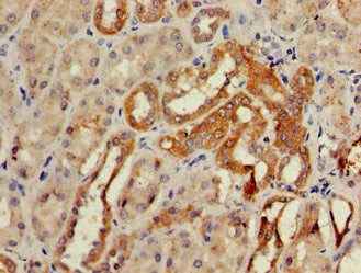 Gcm2 Polyclonal Antibody - image 4