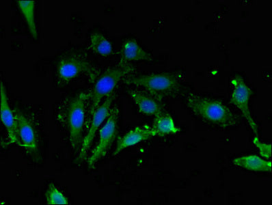 Ldhc Polyclonal Antibody - image 5