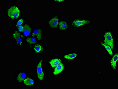 Pecam1 Polyclonal Antibody - image 4