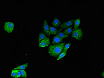 Rnf126 Polyclonal Antibody - image 5