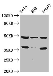 Sox4 Polyclonal Antibody - image 3