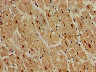 Immunofluorescent analysis of HepG2 cells using CAC07917 at dilution of 1:100 and Alexa Fluor 488-congugated AffiniPure Goat Anti-Rabbit IgG(H+L)