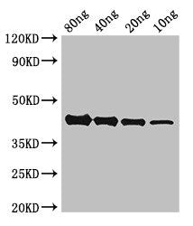 Akap9 Polyclonal Antibody - image 5