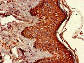 Immunofluorescent analysis of HepG2 cells using CAC07954 at dilution of 1:100 and Alexa Fluor 488-congugated AffiniPure Goat Anti-Rabbit IgG(H+L)