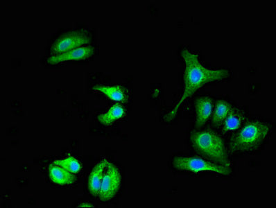 Ubqln1 Polyclonal Antibody - image 4