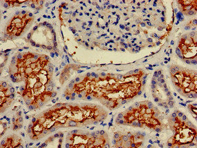 Immunohistochemistry of paraffin-embedded human liver tissue using CAC07967 at dilution of 1:100