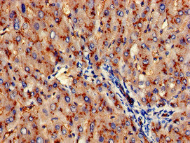 Immunofluorescent analysis of HepG2 cells using CAC07967 at dilution of 1:100 and Alexa Fluor 488-congugated AffiniPure Goat Anti-Rabbit IgG(H+L)