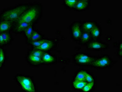 Anpep Polyclonal Antibody - image 5