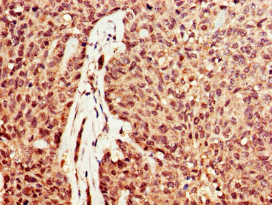 Dnase1 Polyclonal Antibody - image 3