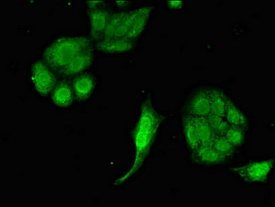 Eif2Ak1 Polyclonal Antibody - image 5
