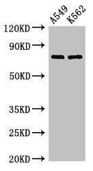 Immunohistochemistry of paraffin-embedded human tonsil tissue using CAC08013 at dilution of 1:100