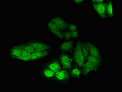 Polh Polyclonal Antibody - image 4