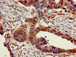 Immunofluorescent analysis of PC-3 cells using CAC08040 at dilution of 1:100 and Alexa Fluor 488-congugated AffiniPure Goat Anti-Rabbit IgG(H+L)