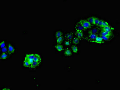 Chrnb1 Polyclonal Antibody - image 5