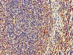Casc1 Polyclonal Antibody - image 3