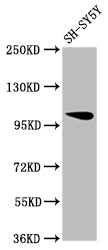 Vps39 Polyclonal Antibody - image 5