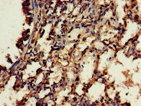 Rbfa Polyclonal Antibody - image 4