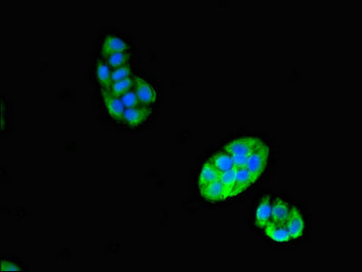 Vps29 Polyclonal Antibody - image 4