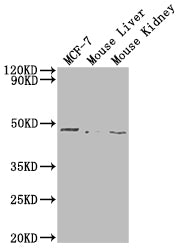 Nrxn1 Polyclonal Antibody - image 4