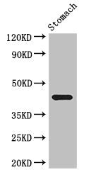 Immunofluorescent analysis of HepG2 cells using CAC08109 at dilution of 1:100 and Alexa Fluor 488-congugated AffiniPure Goat Anti-Rabbit IgG(H+L)