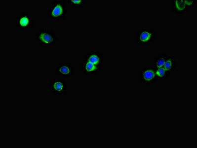 Slc35A2 Polyclonal Antibody - image 3