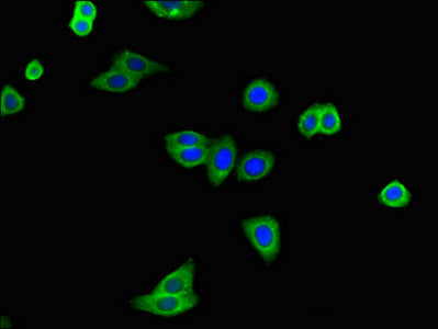 Atxn2 Polyclonal Antibody - image 3
