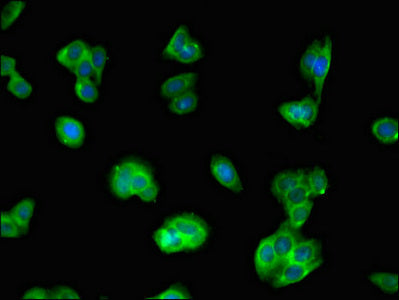 Iqcg Polyclonal Antibody - image 3