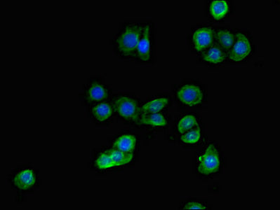 Aldh1A3 Polyclonal Antibody - image 3
