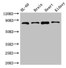 Immunofluorescent analysis of HepG2 cells using CAC08153 at dilution of 1:100 and Alexa Fluor 488-congugated AffiniPure Goat Anti-Rabbit IgG(H+L)