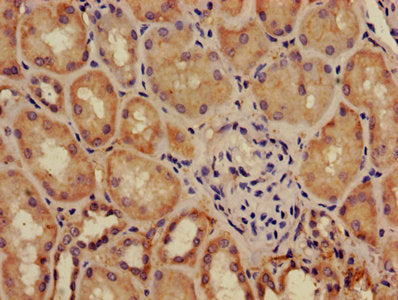 Adm Polyclonal Antibody - image 3