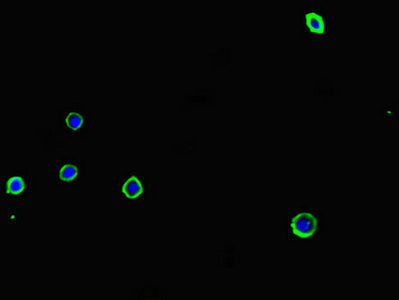Adora2A Polyclonal Antibody - image 4