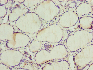 Alas2 Polyclonal Antibody - image 4