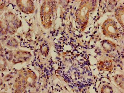 Immunohistochemistry of paraffin-embedded human pancreatic tissue using CAC08228 at dilution of 1:100