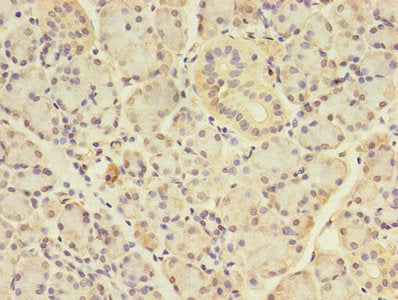 Angptl7 Polyclonal Antibody - image 4