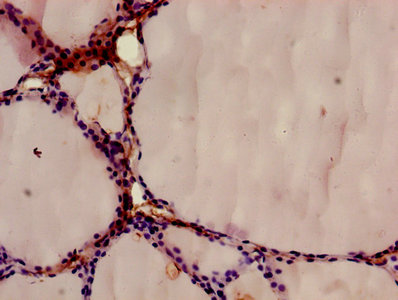 Anxa9 Polyclonal Antibody - image 4