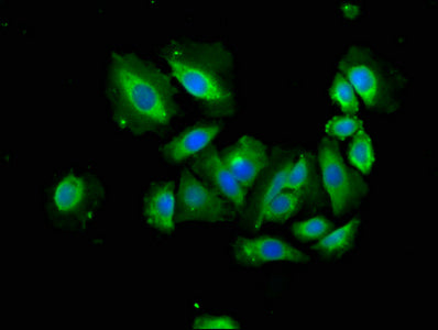 Apaf1 Polyclonal Antibody - image 4