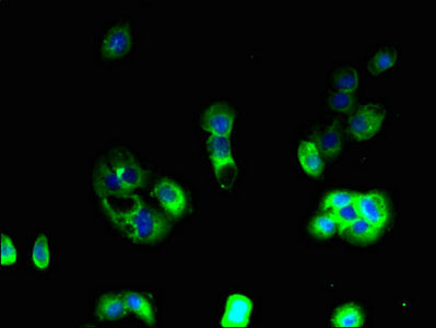 Aplnr Polyclonal Antibody - image 3