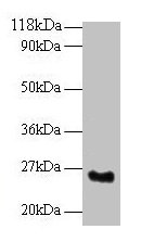Srsf9 Polyclonal Antibody - image 2
