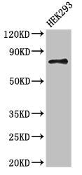 Atg7 Polyclonal Antibody - image 4