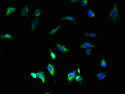Coa1 Polyclonal Antibody - image 4