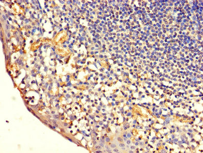 Cd7 Polyclonal Antibody - image 3