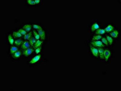 Cdh11 Polyclonal Antibody - image 3