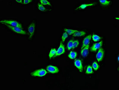 Cldn20 Polyclonal Antibody - image 3