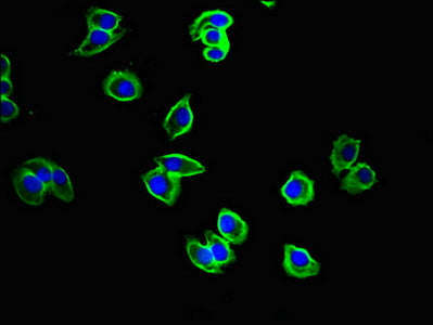 Immunofluorescent analysis of HepG2 cells using CAC08351 at dilution of 1:100 and Alexa Fluor 488-congugated AffiniPure Goat Anti-Rabbit IgG(H+L)