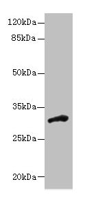 Immunohistochemistry of paraffin-embedded human testis tissue using CAC08360 at dilution of 1:100