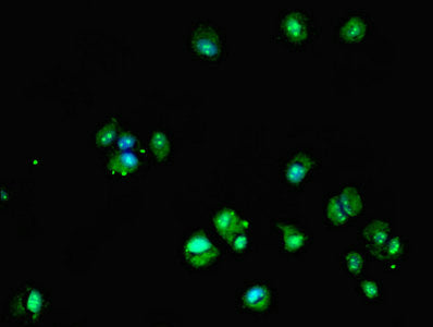 Dhrs12 Polyclonal Antibody - image 5